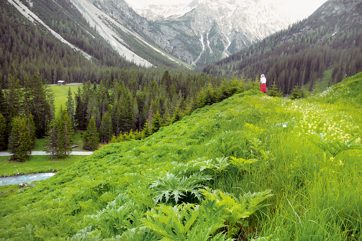 Materialdeponie in Arosa GR: Beim Kontakt mit der menschlichen Haut verursacht der aus dem Kaukasus stammende ­Riesenbärenklau schwere Verletzungen. Damit sich die Pflanzen nicht weiterverbreiten, werden sie vor der Samenreife gemäht.