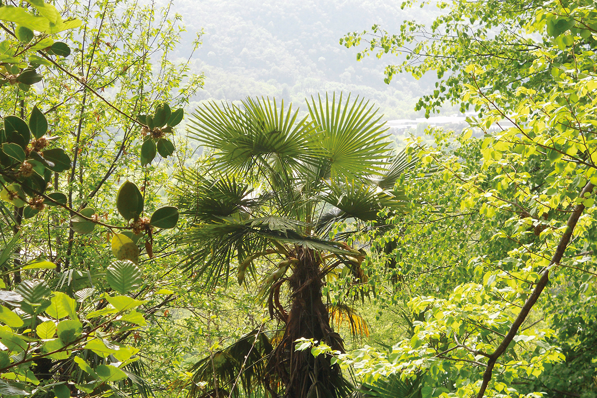 Mitten im Wald zwischen Solduno und Ponte Brolla: eine Chinesische Hanfpalme.
