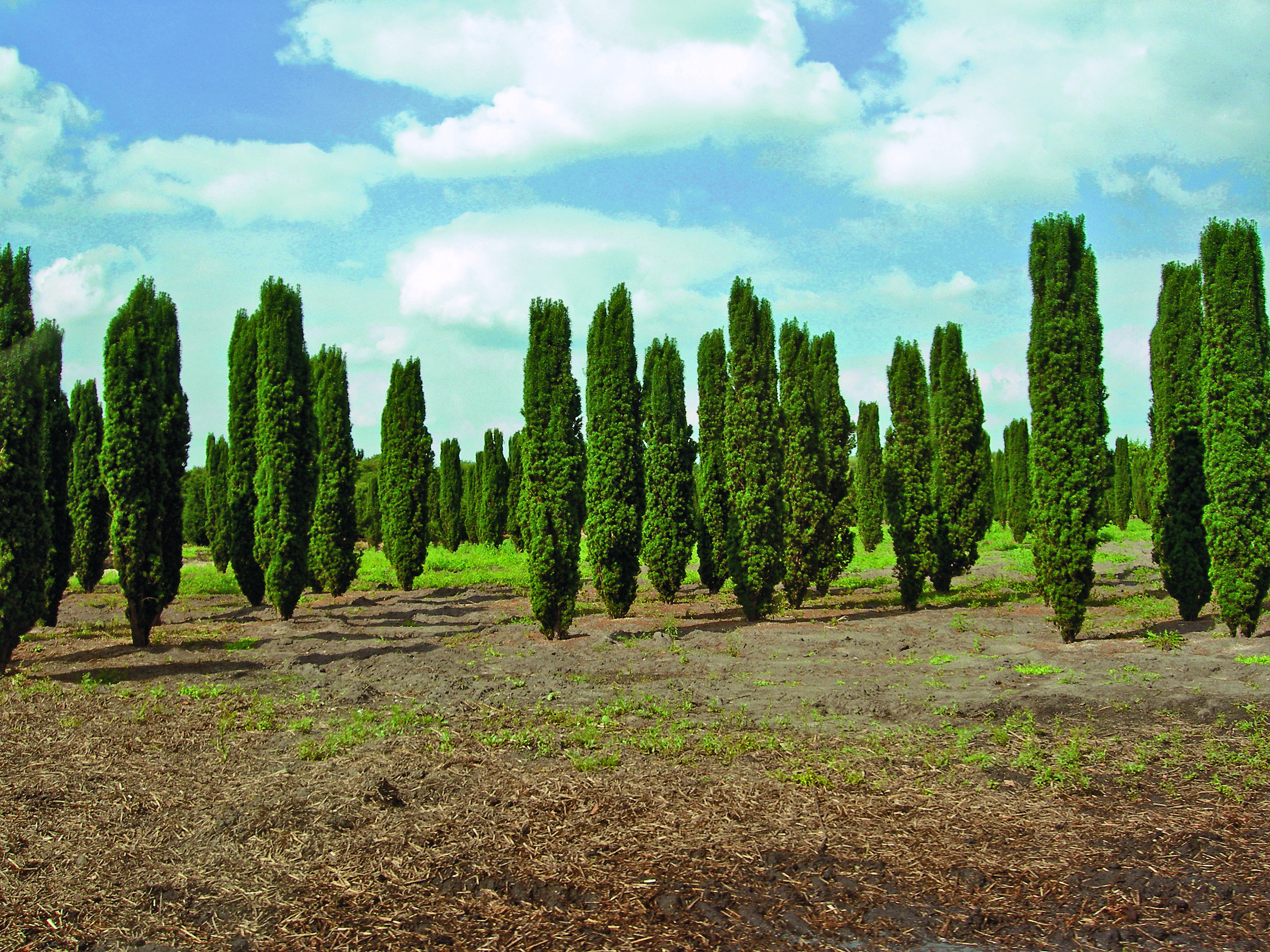 Taxus baccata «Fastigiata» (Baumschule Bruns, Bad Zwischenahn). Die grafisch wirkenden Säulen sind nicht geschnitten, sondern allesamt Klone einer einzigen so gewachsenen Eibe, die 1780 in Irland gefunden wurde