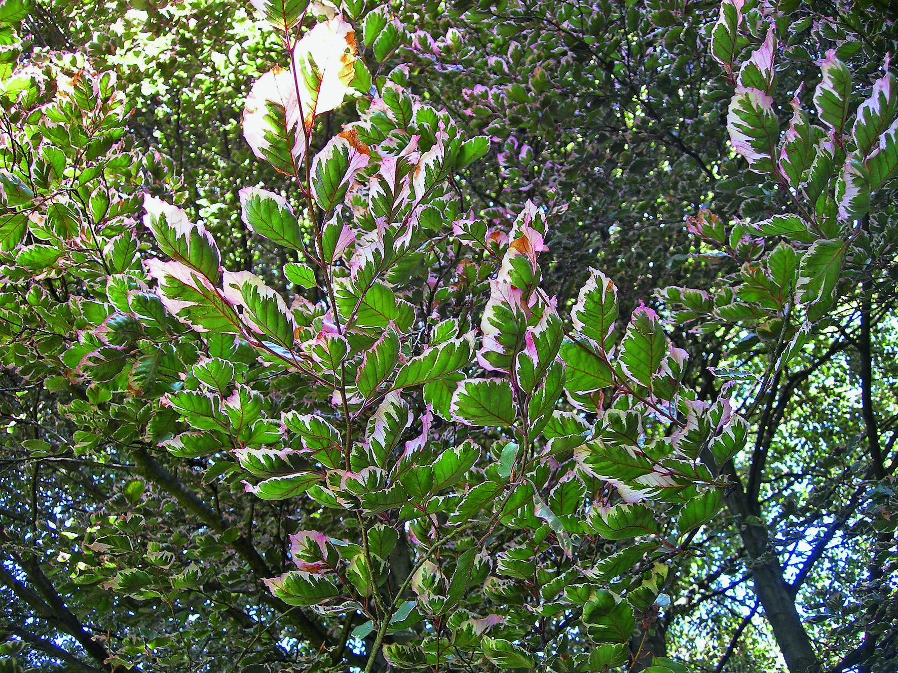 Fagus sylvatica «Tricolor» (Arboretum der kantonalen psychiatrischen Klinik Mendrisio), eine sehr seltene Sorte der Rotbuche mit dreifarbigen Blättern