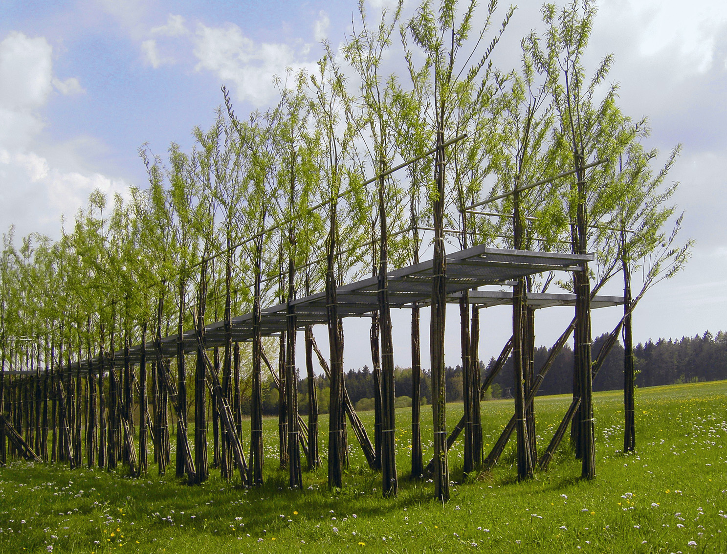 Der Steg wurde als Projekt im Rahmen von «Neue Kunst am Ried» 2005 als erstes Bauwerk von den Stuttgarter Baubotanikern nahe dem Bodensee realisiert. Lauffläche und Handlauf sind aus Stahl, alle lasttragenden und aussteifenden Elemente aus Weidensteckhölzern
