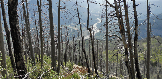 Oberhalb von Leuk VS zehn Jahre nach dem grossen Waldbrand im Hitzesommer 2003, bei dem 300 Hektaren Wald verbrannten, davon rund 70 Hektaren Schutzwald. Als Folge des Klimawandels wird künftig das Risiko von Waldbränden steigen. (Foto: Lukas Denzler)