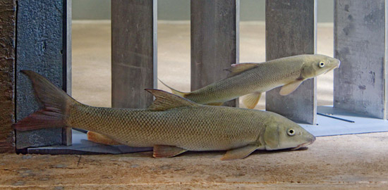 Ein Barbenpaar in der Versuchsanlage vor dem Leitrechen: Die Fische lassen sich rückwärts die Strömung hinuntertreiben und tasten mit der Schwanzflosse an den Stäben. Die Hauptströmung passiert den Rechen das wäre der Weg durch die Turbine. Gleiten sie