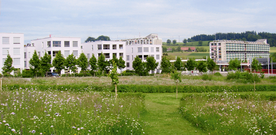 Blumenwiese im Brünnengut. (Foto: Emch Berger AG, Bern)