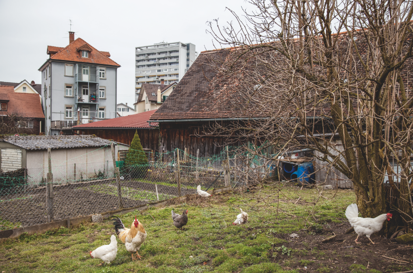 Dörfliche Strukturen prägen den Charakter von St.?Margrethen und stellen die Siedlungsentwicklung vor grosse Herausforderungen. (Foto: Susanne Hofer © ETH Wohnforum - ETH CASE, Departement Architektur, ETH Zürich)