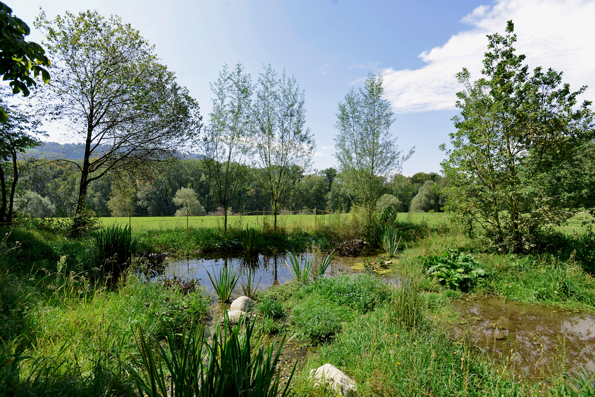 Villa Elfenau: Neu angelegtes Biotop als Versickerungsfläche. (Foto: Hager Partner AG)