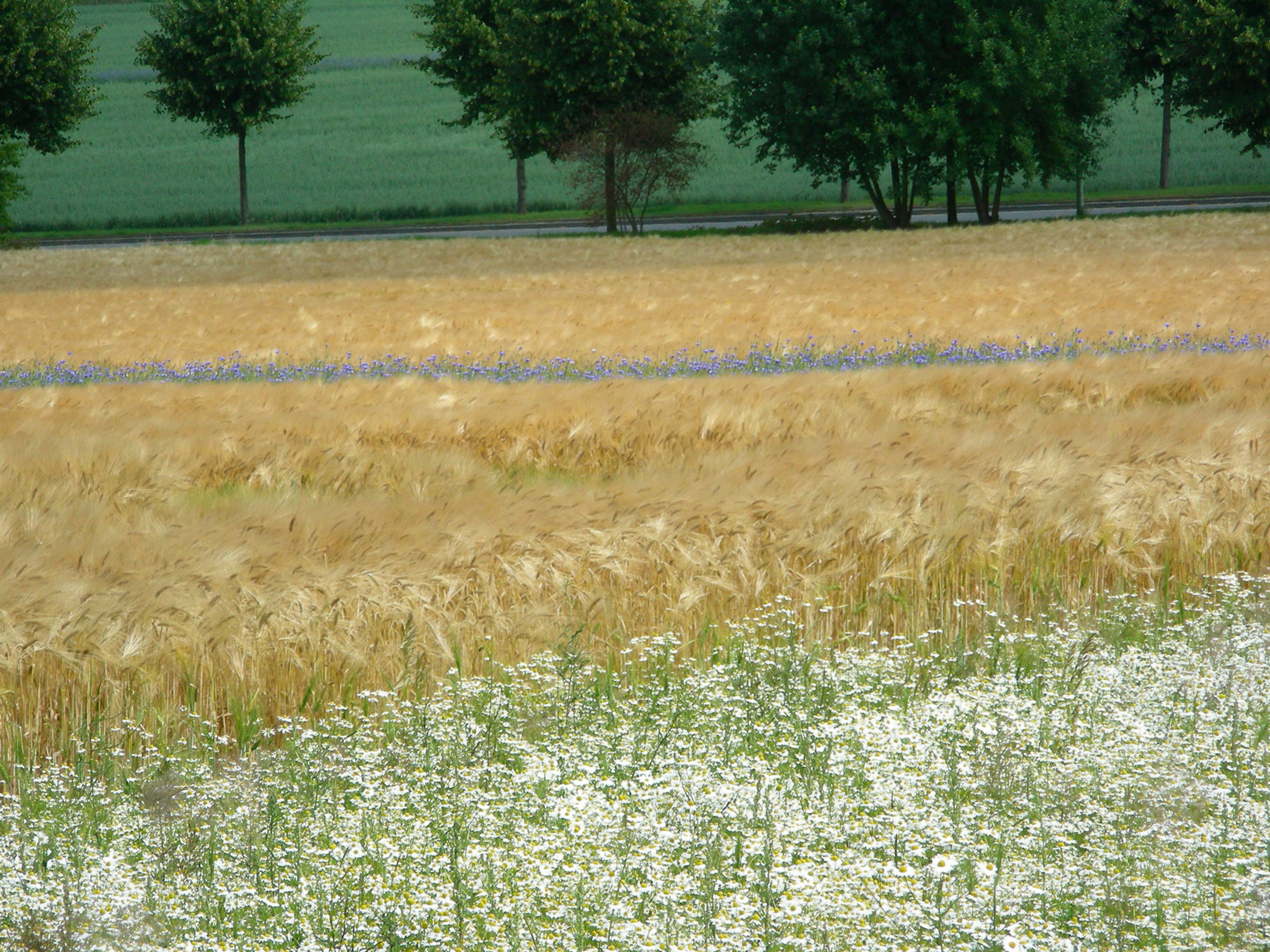 Le linee di Matricaria camomilla (camomilla)
