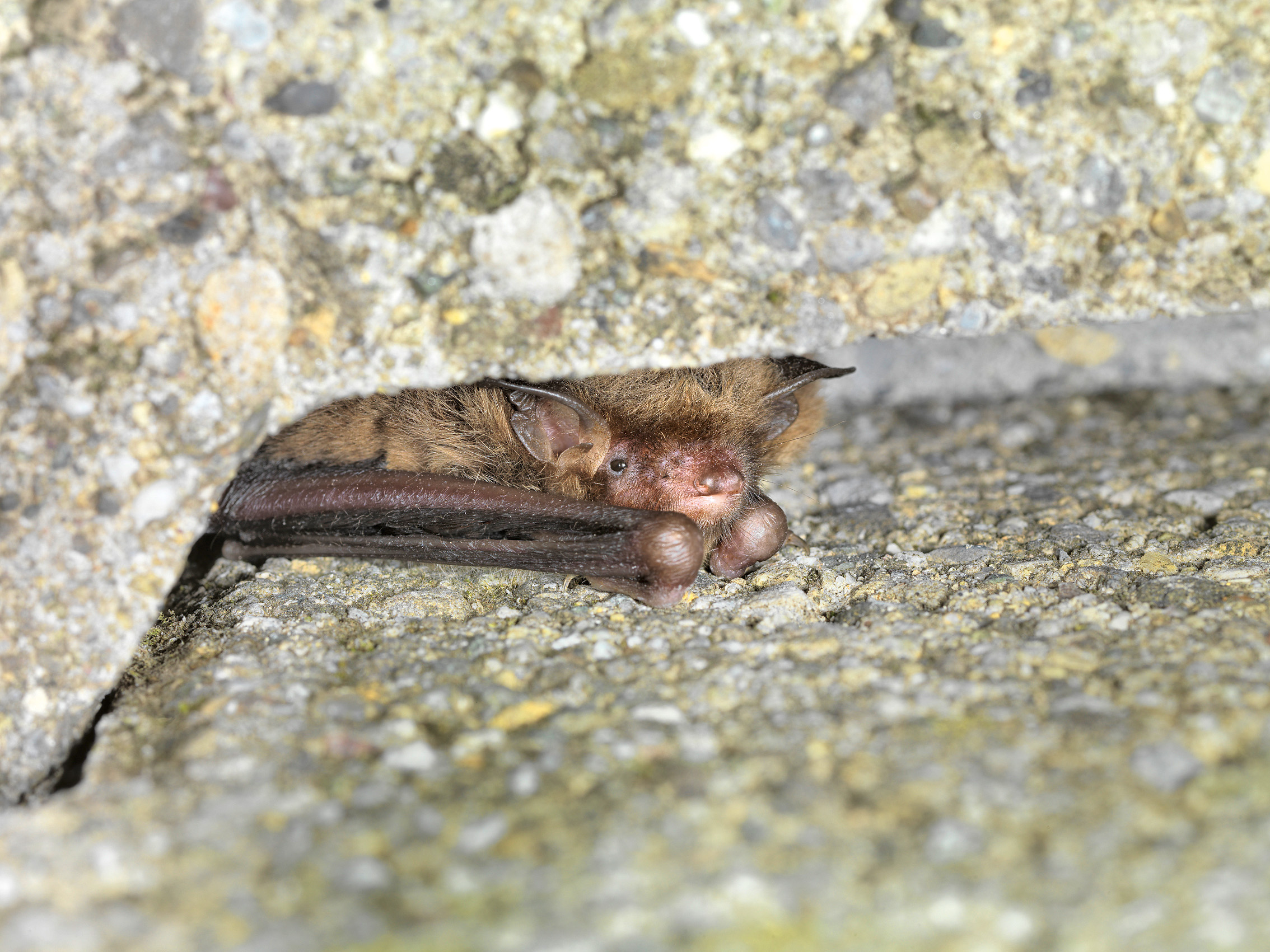 Wasserfledermäuse fliegen immer auf denselben Flugstrassen von ihren Verstecken, hier ­einer Brückenspalte, ins Jagdgebiet. Sie sind vom Mittelland bis ins Gebirge weit verbreitet