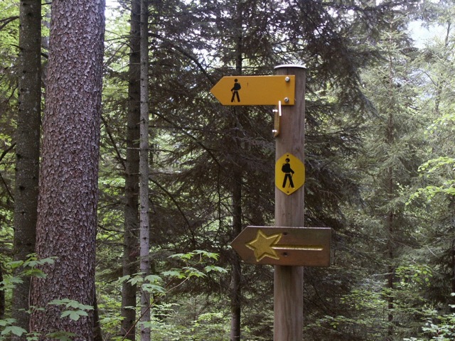 Spazieren ist mit 64% mit Abstand die beliebteste Aktivität im Schweizer Wald. Dann folgen Wandern, Sport, Gesundheit (40%), «einfach sein» (32%) und die Natur beobachten