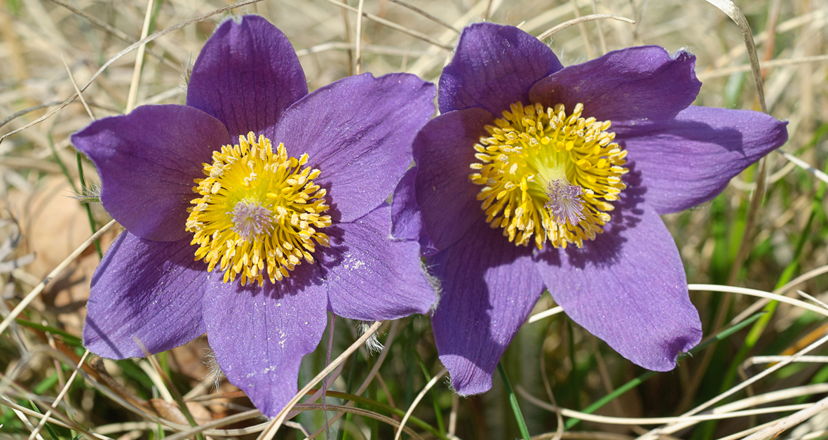 Pulsatilla vulgaris (Küchenschelle).