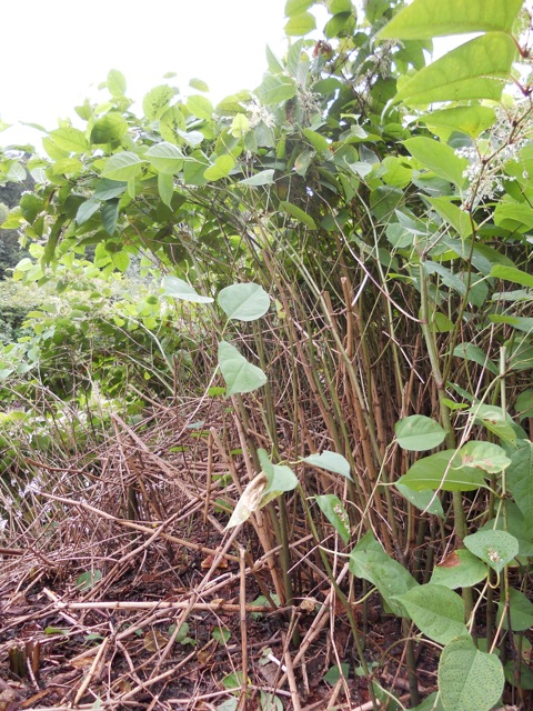 Der Knöterich bedroht nicht nur die Biodiverstiät, sondern kann auch ganze Uferböschungen destabilisieren