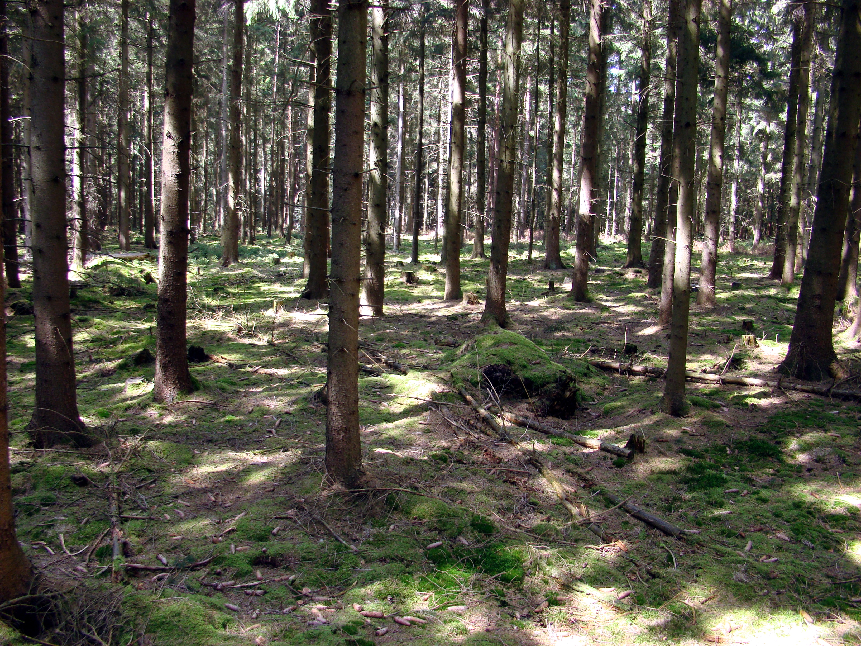 Fichtenwald. Hat die Fichte als Brotbaum der Waldwirtschaft im Schweizer Mittelland eine Zukunft? (Foto: Wikipedia)
