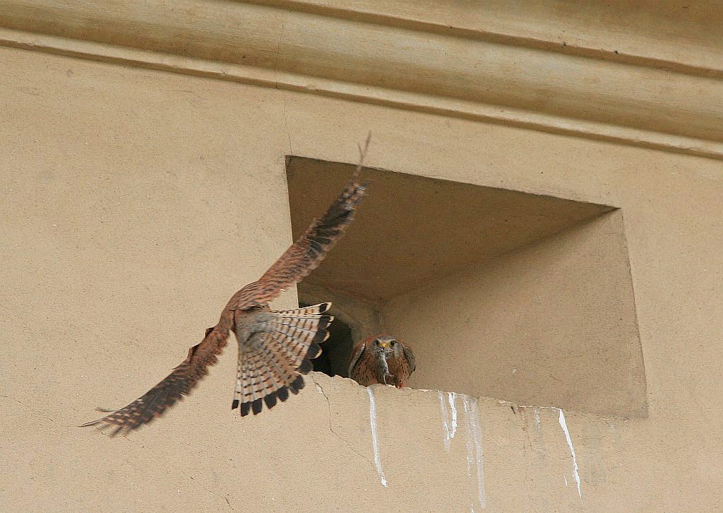 Die Vögel nutzen oft Vorsprünge oder Nischen in Gebäuden als Nistplatz. Im Bild: Turmfalken, Schloss Pieskowa Skaa, Polen 2007.