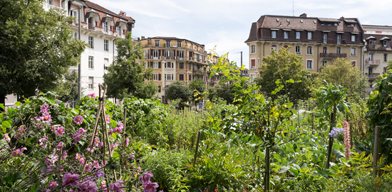 Schulthess Gartenpreis 2015 geht an gemeinsam genutzte Pflanzgärten der Stadt Lausanne: Plantage Harpe. (Foto: Schweizer Heimatschutz)