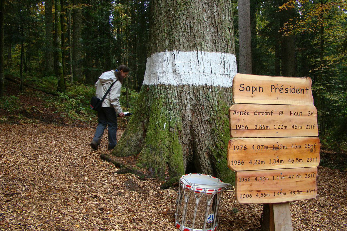 Ritual zur Würdigung der Methusalembäume: Alljährlich werden «Le Sapin Président» und andere Uraltbäume von der Bevölkerung besucht, geehrt und auf ihre Gesundheit begossen.