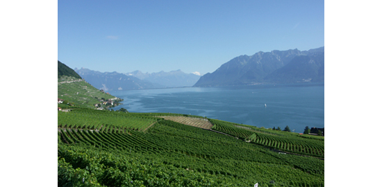 Le Lac Léman pris depuis le Lavaux, patrimoine mondial de l'UNESCO