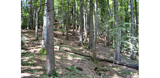 Vue d'une forêt suisse