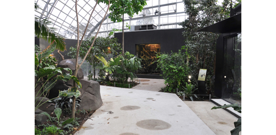 Les vivariums ouverts accueillant les reptiles dans la serre tropicale font partie des habitats créés par el hassani &amp; keller au zoo de Vincennes ?