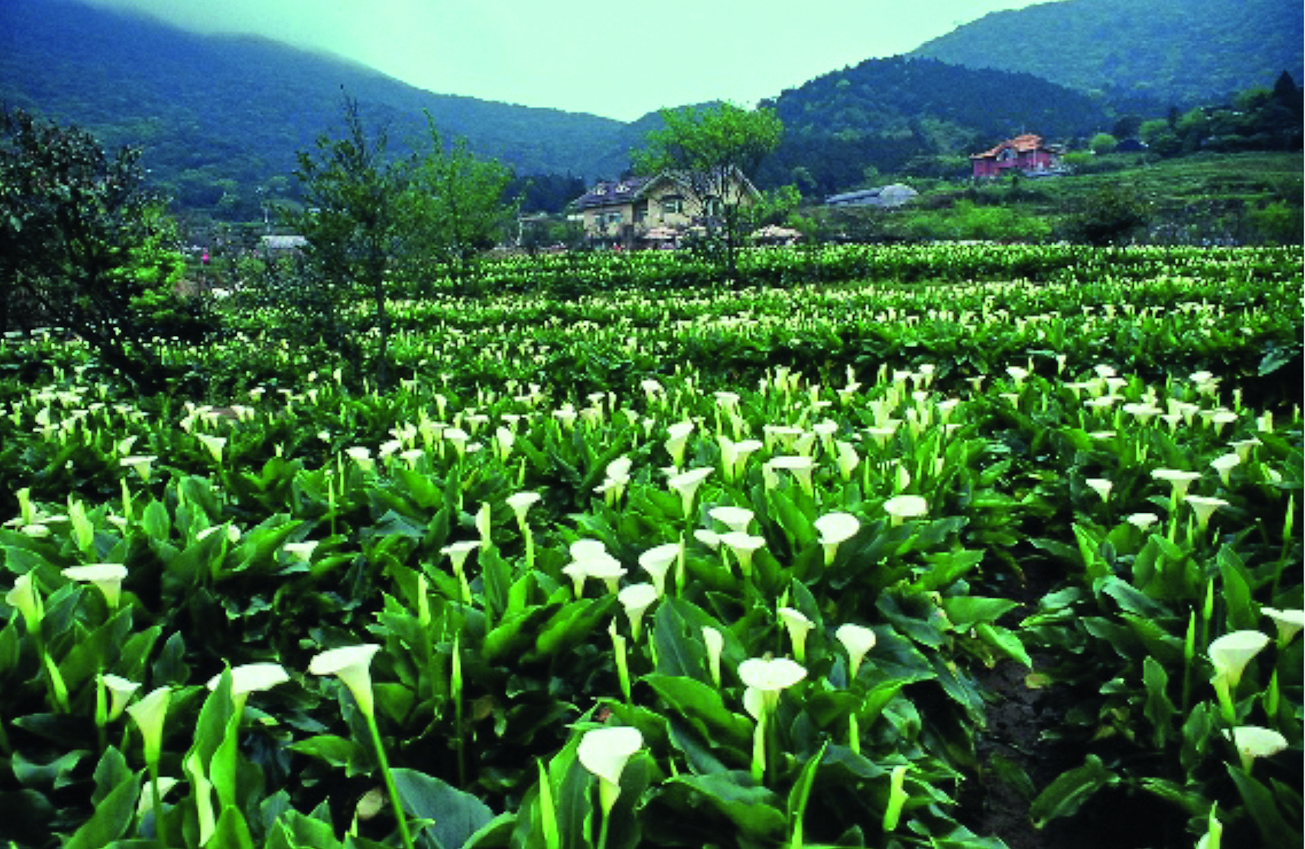 Ein Feld mit wilden Callas-Lilien (Foto: Chin-Shu Hsu)