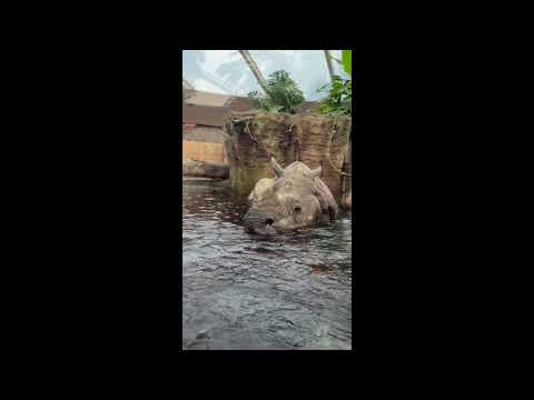 Preview image for the video "Rhinozerosgehege Zoo Berlin".