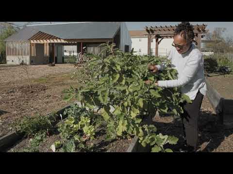 Preview image for the video "New Affiliates and Samuel Stewart-Halevy. TestBeds — The Garden by the Bay,".